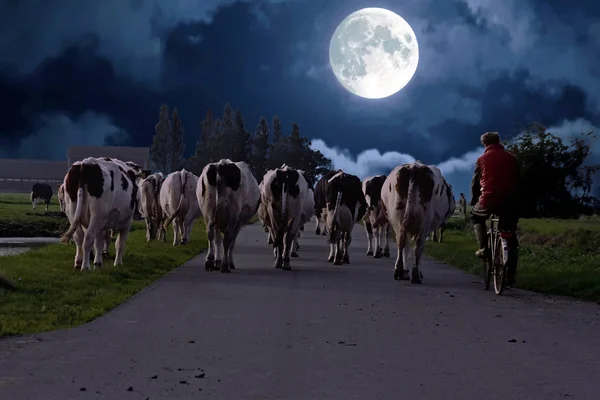 Boer met zijn koeien op een countryroad in Nederland op nadert — Stockfoto