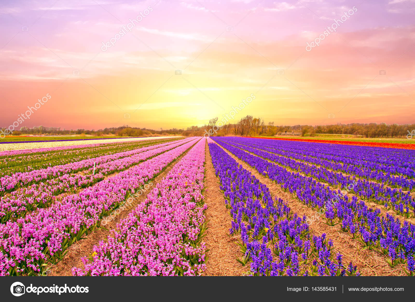 Campos de tulipanes en Holanda en primavera al atardecer — Foto de