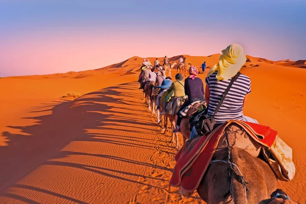 Karawaną Wielbłądów Przez Wydmy Pustyni Sahara Maroko Zachodzie Słońca — Zdjęcie stockowe