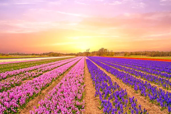 Tulpenvelden in Nederland in het voorjaar bij zonsondergang — Stockfoto