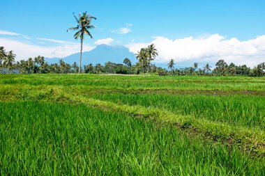 Pirinç alan üzerinde Java Endonezya