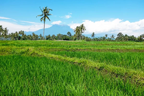 Champ de riz sur Java Indonésie — Photo