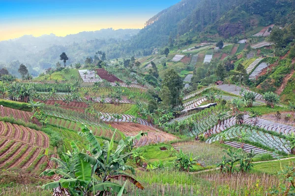 Reis- und Gemüsefelder auf dem Land von Java in indone — Stockfoto