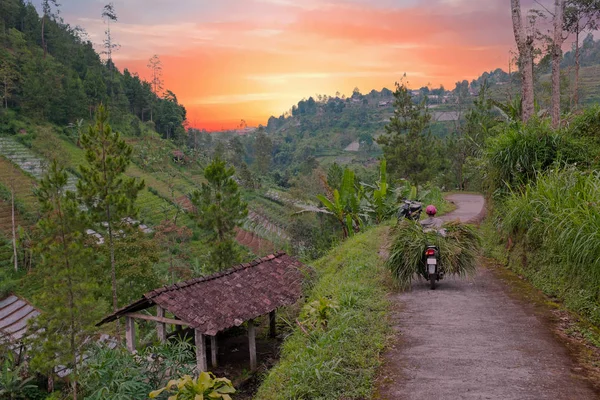 A vidéken, a sun Java Indonéziából szállító fű — Stock Fotó