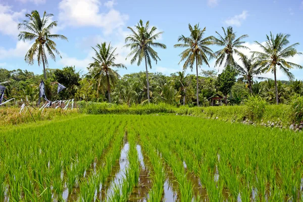 Paisagem tropical com campo de arroz em Java Indonésia — Fotografia de Stock