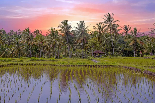 Aziatische rijst veld landschap in Java eiland, Indonesië bij zonsondergang — Stockfoto
