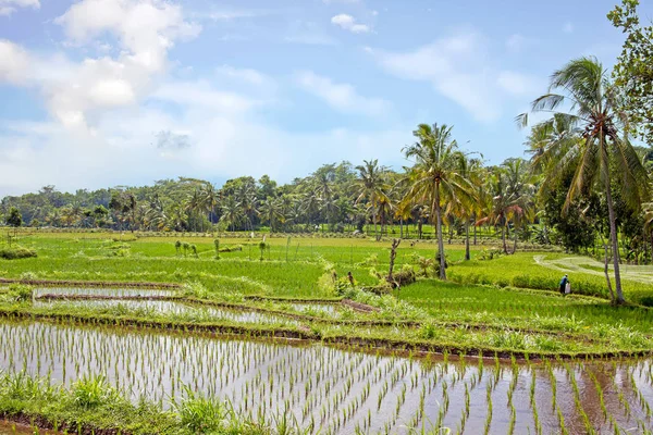 Paysage agricole rizicole à la campagne de Java I — Photo