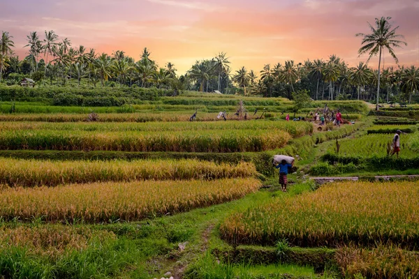 Travailleurs sur les terres plantant du riz dans les champs de Java Indonésie — Photo