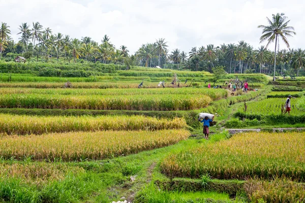 Travailleurs sur les terres plantant du riz dans les champs de Java Indonésie — Photo