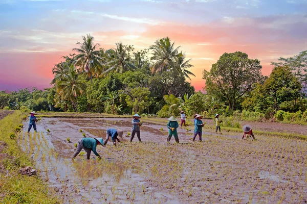 Trabalhadores da terra plantando arroz nos campos de Java Indonesi — Fotografia de Stock