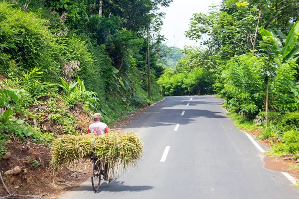 Μεταφορά χόρτο με ποδήλατο στην Ανατολική Ιάβα Ινδονησία — Φωτογραφία Αρχείου