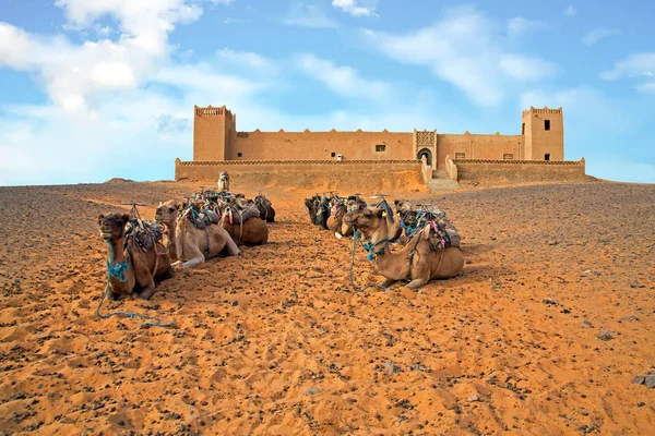 Cammelli nel deserto di Erg Shebbi in Marocco — Foto Stock