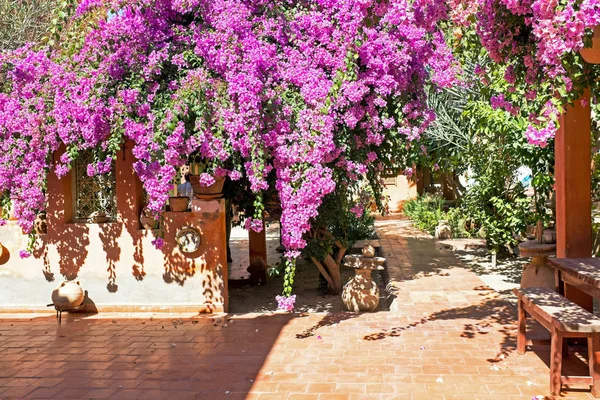 Kwitnienia fioletowy bougainvilla w Maroko — Zdjęcie stockowe