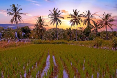 Java Endonezya günbatımı, tropikal peyzaj
