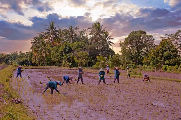 Travailleurs sur les terres plantant du riz dans les champs de Java Indonésie — Photo