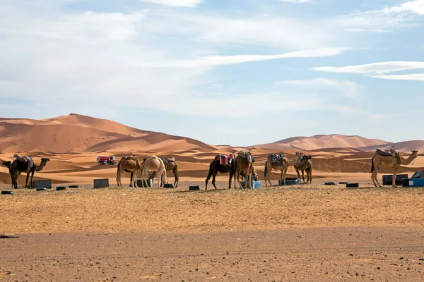 Camellos en el desierto de Erg Shebbi en Marruecos — Foto de Stock