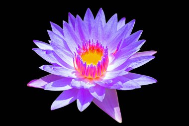 Siyah bir zemin üzerine mor lotus