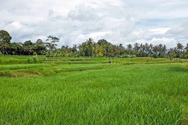 Campos de arroz em Bali Indonesia Ásia — Fotografia de Stock