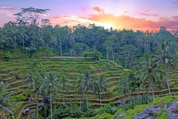 Rijstvelden in Bali-Indonesië-Azië — Stockfoto