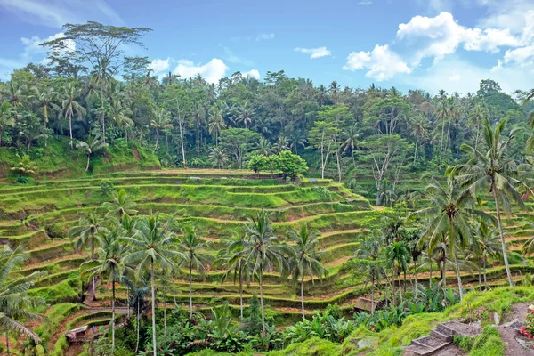 Bali Indonézia ázsiai rizs mezők — Stock Fotó