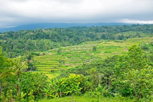 Reisfelder in Bali Indonesien Asien — Stockfoto