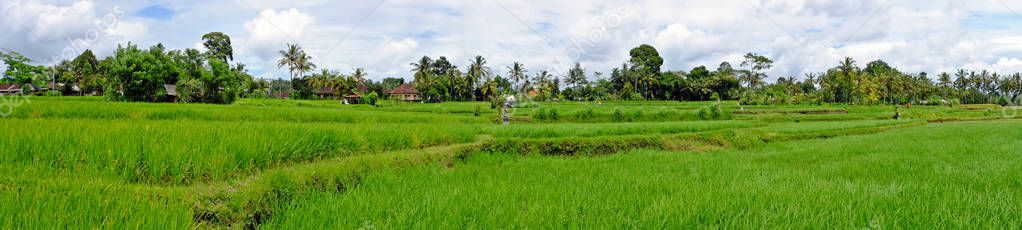 Rice fields in Bali Indonesia Asia
