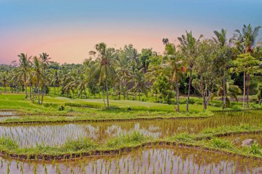 Lombok Endonezya pirinç tarlaları ile manzara