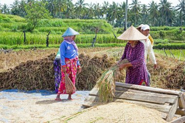 Lombok, Endonezya - 29 Aralık 2016: İşçi Lombok Endonezya karada