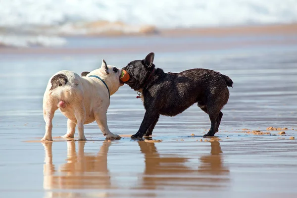 Dois bulldogs franceses brincando com uma bola na praia — Fotografia de Stock