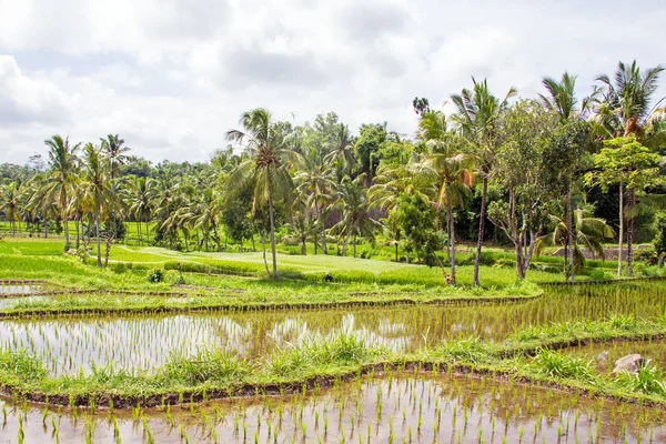 쌀 필드와 인도네시아 롬복에 프리 — 스톡 사진