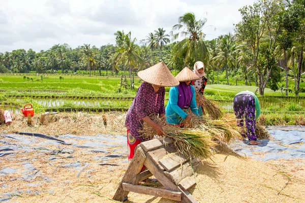 LOMBOK, INDONÉSIA - 29 DE DEZEMBRO DE 2016: Trabalhadores no campo do arroz na Lombok Indonesia — Fotografia de Stock