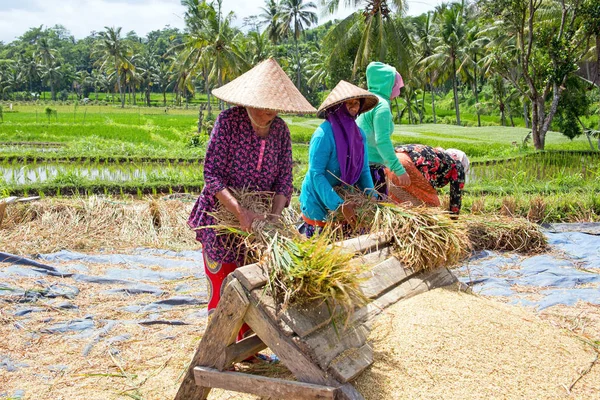 LOMBOK, INDONÉSIA - 29 DE DEZEMBRO DE 2016: Trabalhadores na terra em Lombok Indonésia — Fotografia de Stock