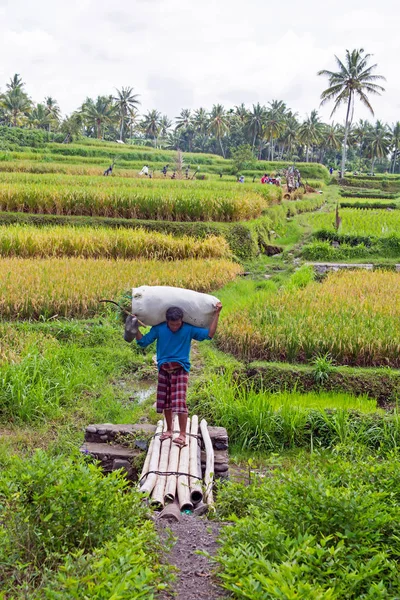 LOMBOK, INDONÉSIA - 29 DE DEZEMBRO DE 2016: Trabalhadores na terra em Lombok Indonésia Ásia — Fotografia de Stock