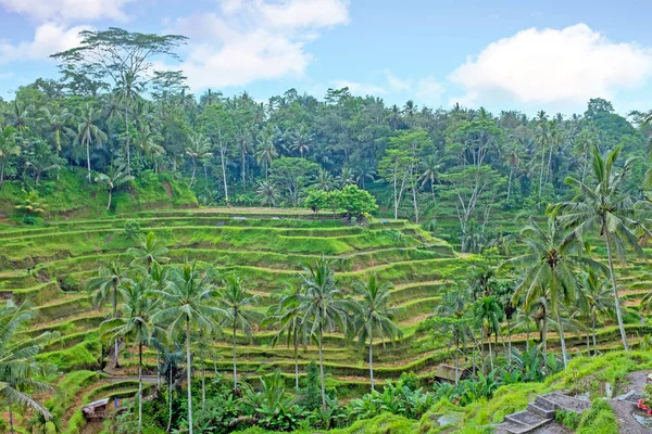 Reisterrassen auf bali indonesien — Stockfoto