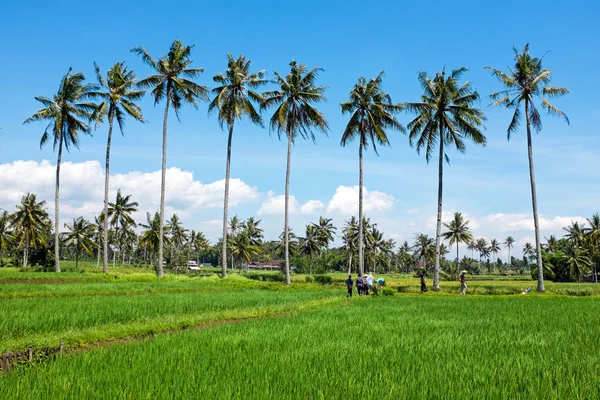 Paysage sur Java Indonésie avec rizières — Photo