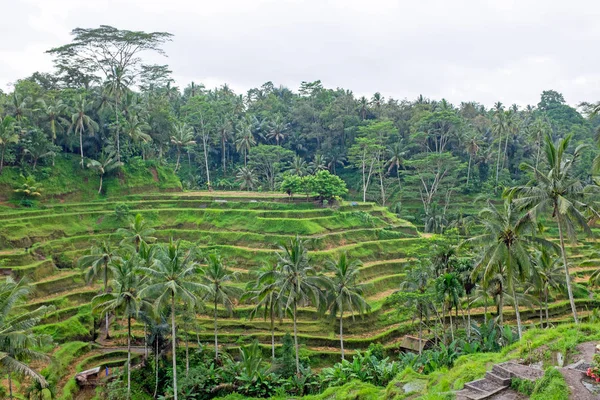 Rice Teraszok a Bali Indonézia — Stock Fotó