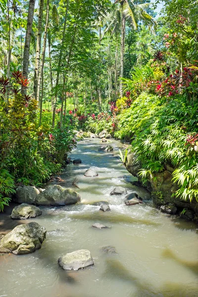 ジャワインドネシアの美しいトロピカルガーデンの小さな小川 — ストック写真