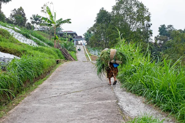 Μεταφορά χόρτο με παραδοσιακό τρόπο στην ύπαιθρο από Java Ινδονησία — Φωτογραφία Αρχείου