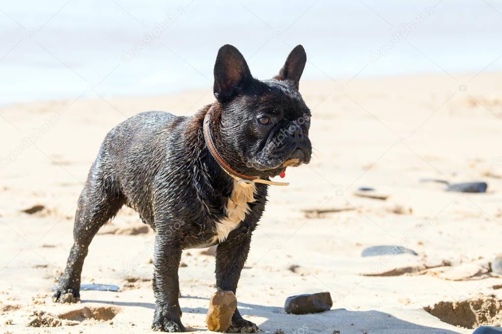 Two french bulldogs playing with a ball on the beach