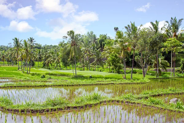 Paysage sur Lombok Indonésie avec rizières — Photo