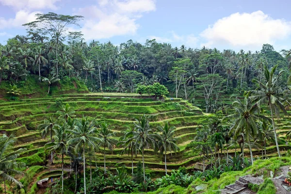 Reisterrassen auf bali indonesien — Stockfoto