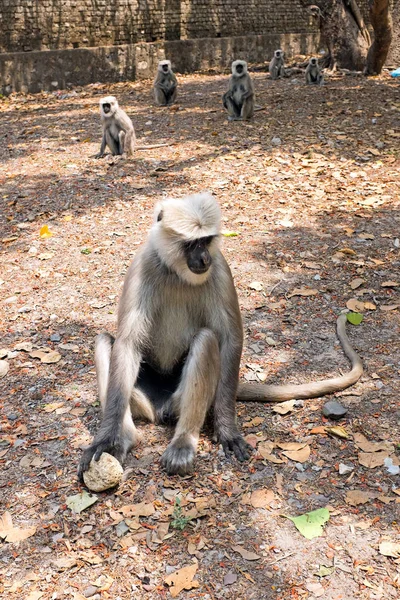 Langur apen krijgen voedsel in het bos in de buurt van Ram Jhula in Indi — Stockfoto