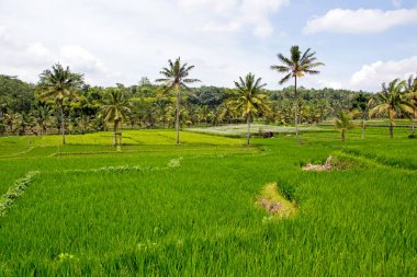 Pirinç tarlaları, Senaru, Lombok, Endonezya, Güneydoğu Asya, Asya