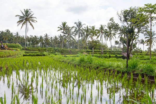 Campos de arroz, Senaru, Lombok, Indonésia, Sudeste Asiático, Ásia — Fotografia de Stock