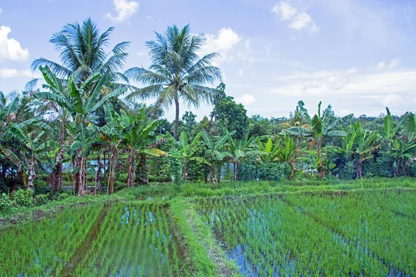 Campos de arroz, Senaru, Lombok, Indonésia, Sudeste Asiático, Ásia — Fotografia de Stock