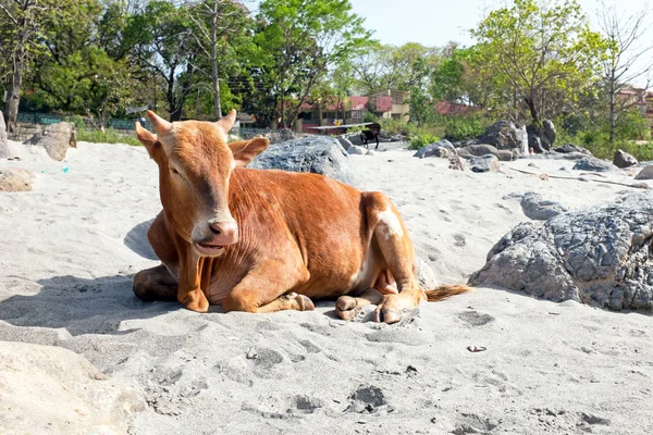 Kráva na pláži na břehu řeky gangy v Indii — Stock fotografie