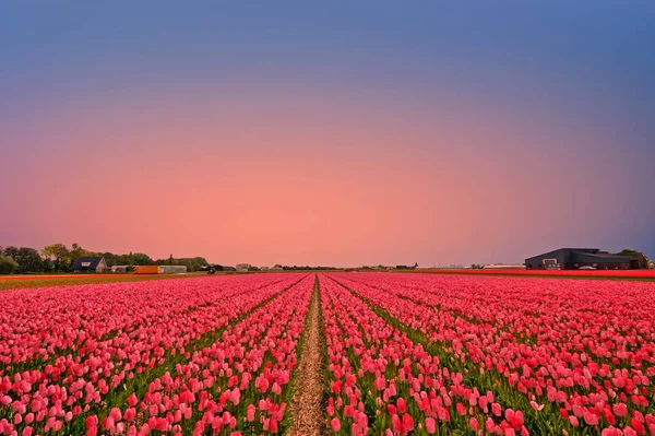 Tulipánová pole na venkově z Nizozemska na jaře — Stock fotografie
