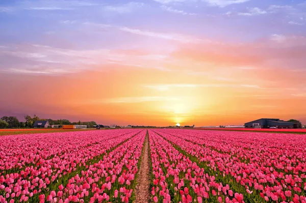 Tulipánová pole na venkově z Nizozemska na jaře — Stock fotografie