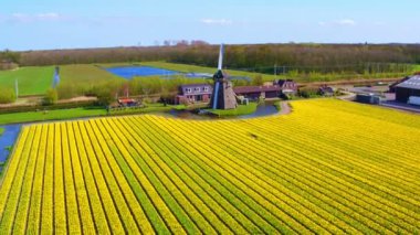 Geleneksel bir yel değirmeni ve çiçek açması Lale alanlardan Hollanda Hava