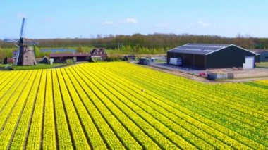 Hollanda 'da çiçek açan lale tarlalarının havası